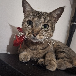 Foto de perfil de Josh